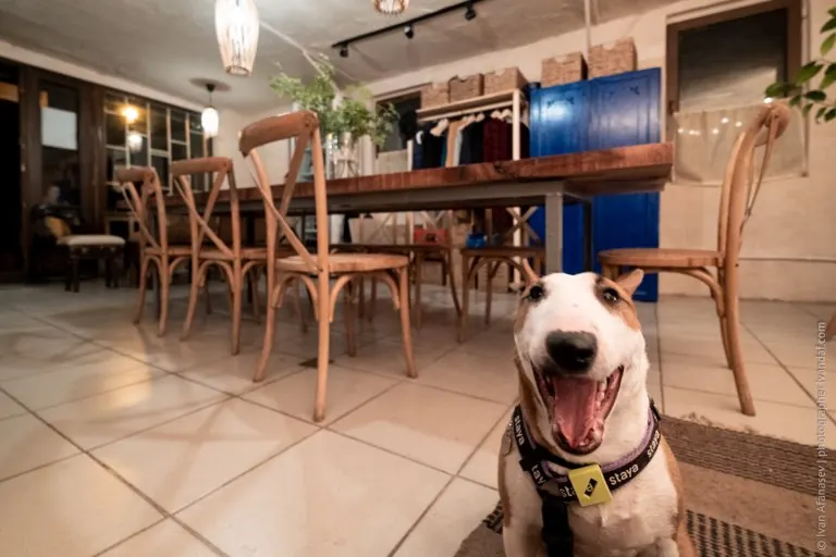 The café dog at the door